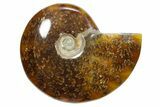 Polished Ammonite (Cleoniceras) Fossil - Madagascar #348501-1